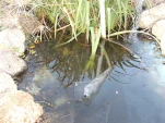 DSCF0211