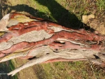 DSCF0217