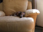 DSCF0929